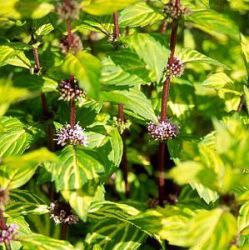 Mentha x gracilis 'Variegata' ('Ginger Mint')