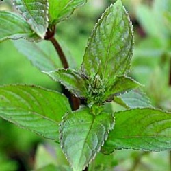Mentha x piperita 'Black Spearmint'