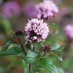 Mentha x piperita f. citrata 'Basil'