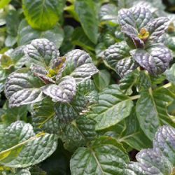 Mentha x piperita f. citrata 'Black Currant' ('Johannisbeere')