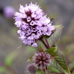 Mentha x piperita f. citrata 'Chocolate'