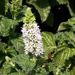 Mentha x piperita f. citrata 'Grapefruit'