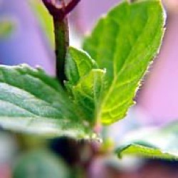 Mentha x piperita f. citrata 'Lemon'