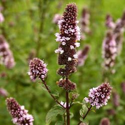 Mentha x piperita 'Mitcham'