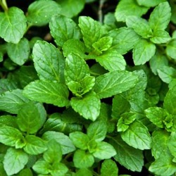 Mentha x piperita 'Swiss'