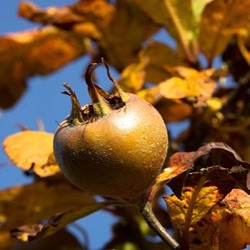 Mespilus germanica 'Westerveld'