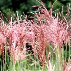 Miscanthus sinensis 'Malepartus'