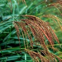 Miscanthus transmorrisonensis