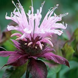 Monarda 'Beauty of Cobham'