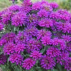 Monarda didyma 'Grape Gumball' ®