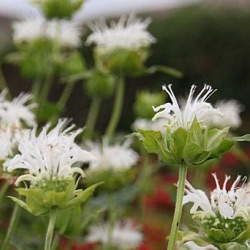 Monarda fistulosa 'Schneewittchen'