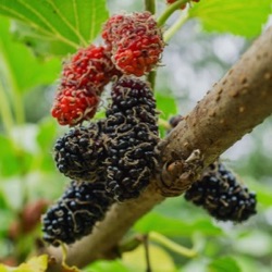 Morus acidosa 'Mulle'