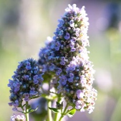 Nepeta cataria subsp. citriodora