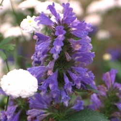 Nepeta subsessilis