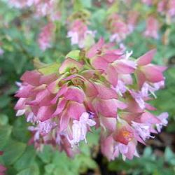 Origanum 'Dingle Fairy'