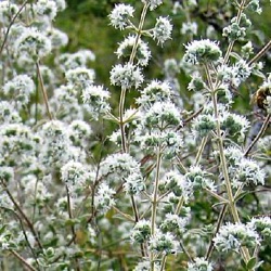 Origanum syriacum (Majorana syriaca)