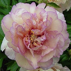 Paeonia itoh-hybride 'Scrumdiddleyumtious'