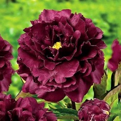 Paeonia lactiflora 'Black Beauty'