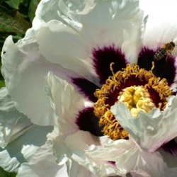 Paeonia rockii