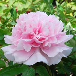 Paeonia suffruticosa 'Zhao Fen'