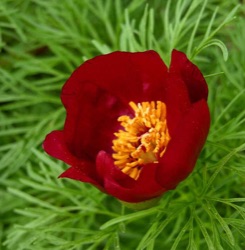 Paeonia tenuifolia