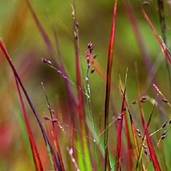 Panicum virgatum 'Shenandoah'