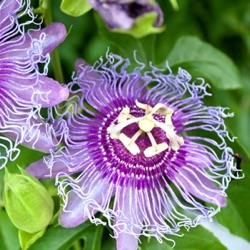 Passiflora incarnata 'Eia Popeia' ® 
