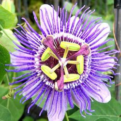 Passiflora 'Purple Haze'