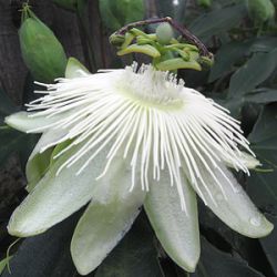 Passiflora 'Riverside Snow Queen'