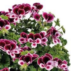 Pelargonium 'Angel Eyes Perfume'