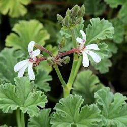 Pelargonium fragrans