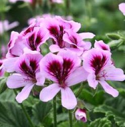 Pelargonium 'Orange Fizz'