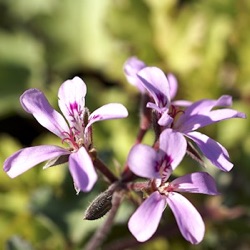 Pelargonium 'Pinki Pinks'