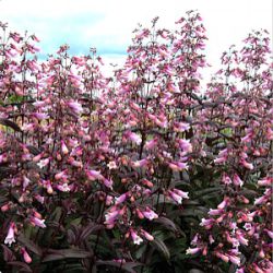 Penstemon digitalis 'Dark Towers' ®