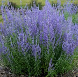 Perovskia atriplicifolia 'Jelena'