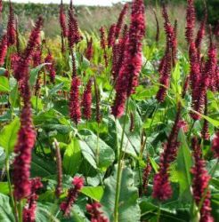 Persicaria amplexicaulis 'Blackfield' ® (Bistorta)