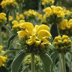 Phlomis fruticosa