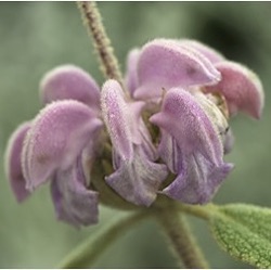 Phlomis 'Marina'