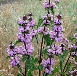 Phlomoides tuberosa 'Bronze Flamingo' (Phlomis)