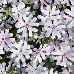 Phlox bifida 'Petticoat'