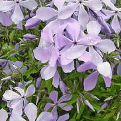 Phlox divaricata 'Clouds of Perfume'