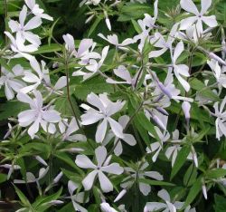 Phlox divaricata 'May Breeze'