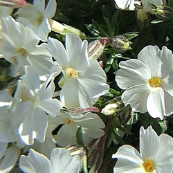 Phlox douglasii 'White Admiral'