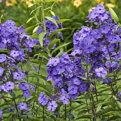 Phlox paniculata 'Blue Paradise'
