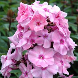 Phlox paniculata 'Sweet Summer ® Fragrance'™