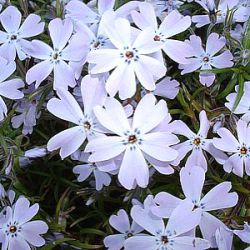 Phlox subulata 'G.F. Wilson'