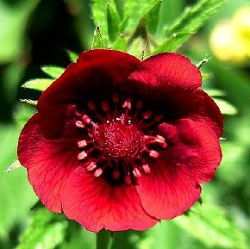 Potentilla thurberi 'Monarch's Velvet'