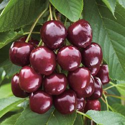 Prunus avium 'Regina' (laagstam)