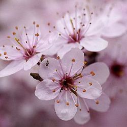 Prunus spinosa 'Rosea'