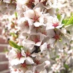 Prunus tomentosa